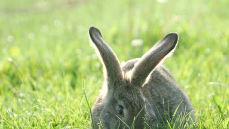 close-up of a rabbit in lush green grass