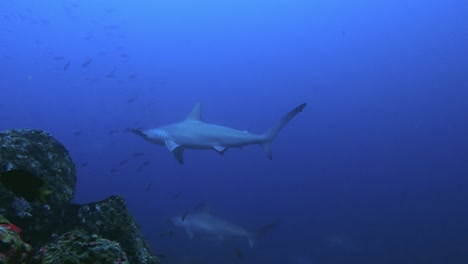 curious hammerhead shark swim close to the camera with sharks behind