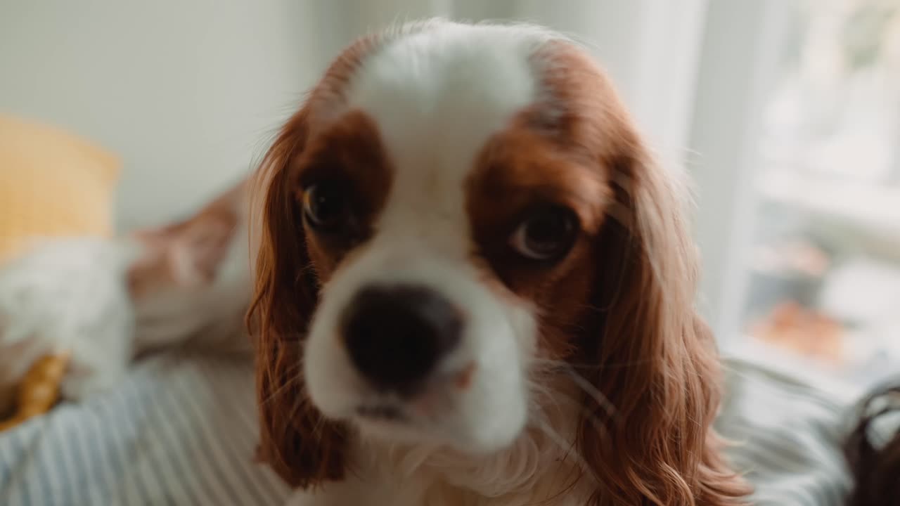 Cão Cavalier King Charles Spaniel Fofo Olhando em Volta em Ambiente Interno