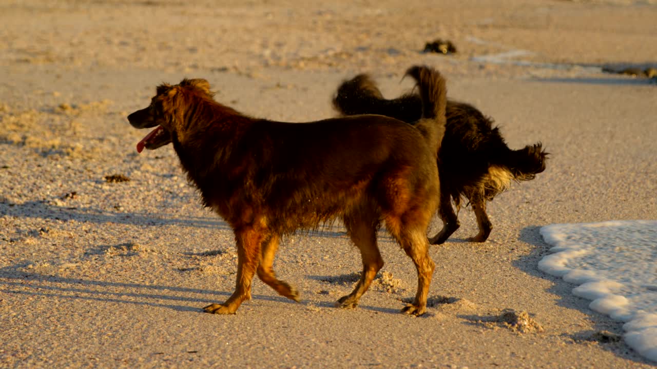 perros jugando en la playa 4k