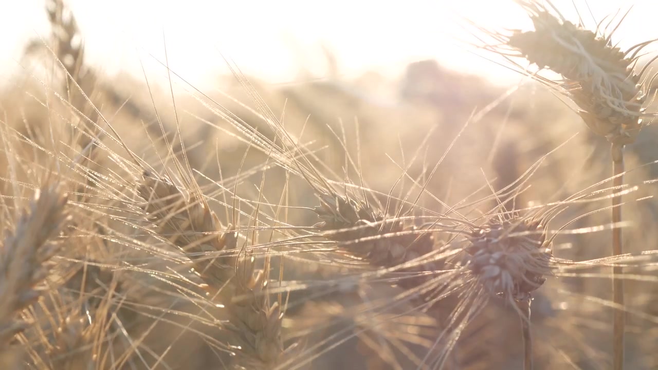 Spighe di grano mature che ondeggiano dolcemente alla luce dorata del sole