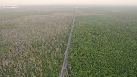 A-long-straight-road-leading-to-the-horizon-between-green-stands-of-trees-in-a-sunny-summer