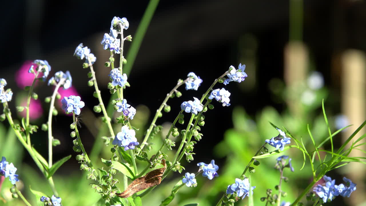 Chinese forget-me-nots (Cynoglossum amabile) blooming in a garden