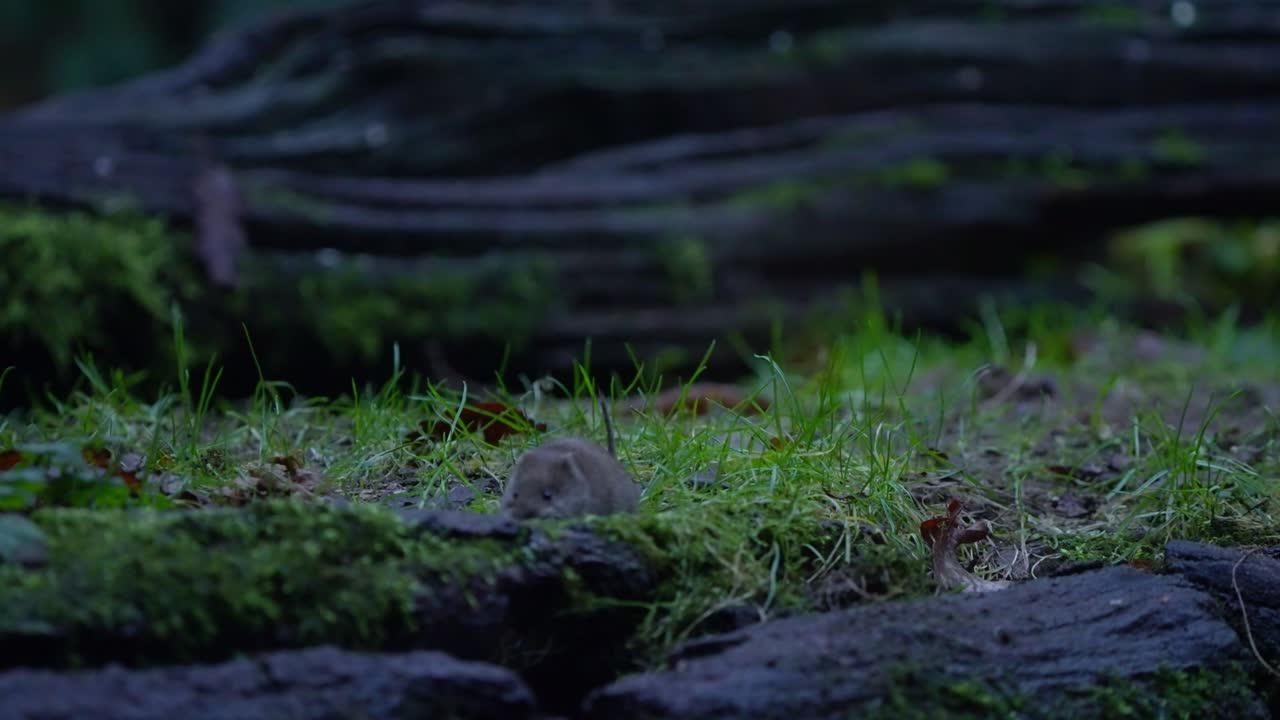 Wild bank vole quickly scurries across mossy forest floor in slow motion, Dutch woodland