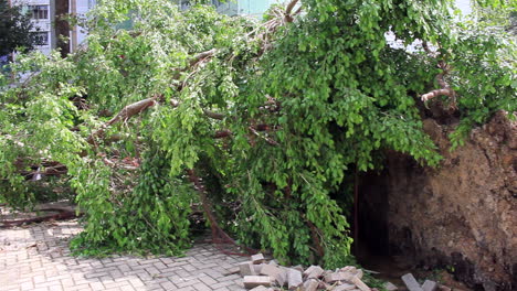 19 de septiembre de 2018, después del tifón mangkhut en hong kong, gran árbol colapsó en el jardín por el fuerte viento, jardín cercano y vivienda pública, efecto dominó