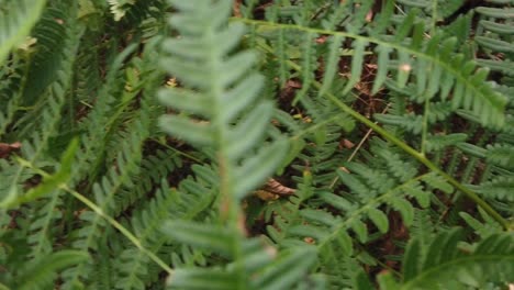 fern plant in the forest