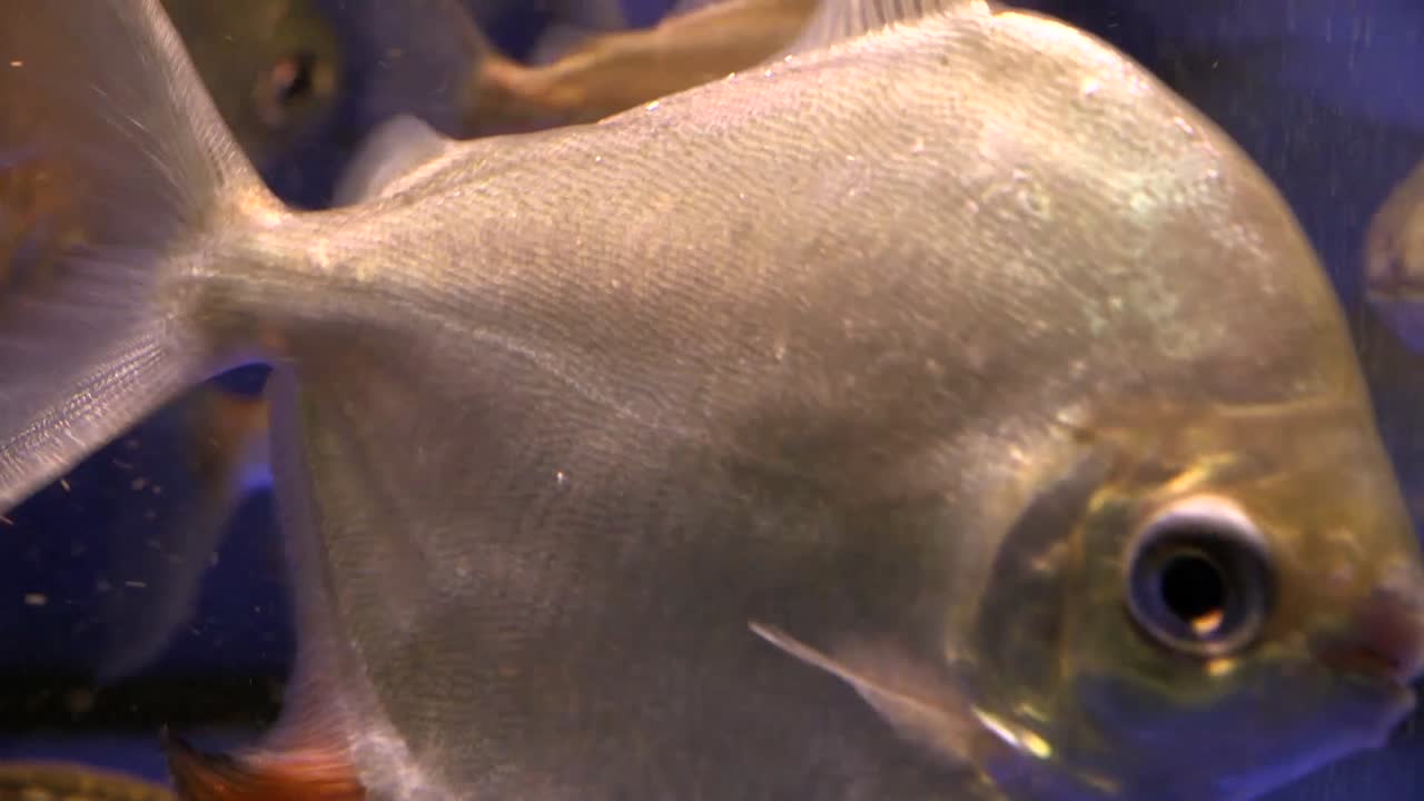 Large eyed Silver Dollar Fish bumping face against the glass of aquarium