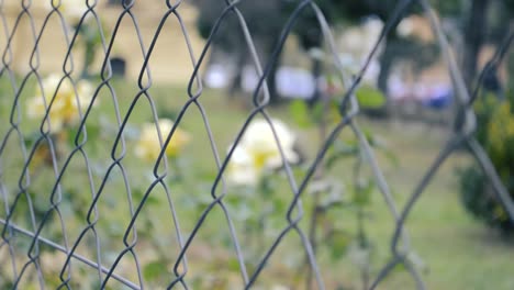 fence with yellow roses blurred in the background