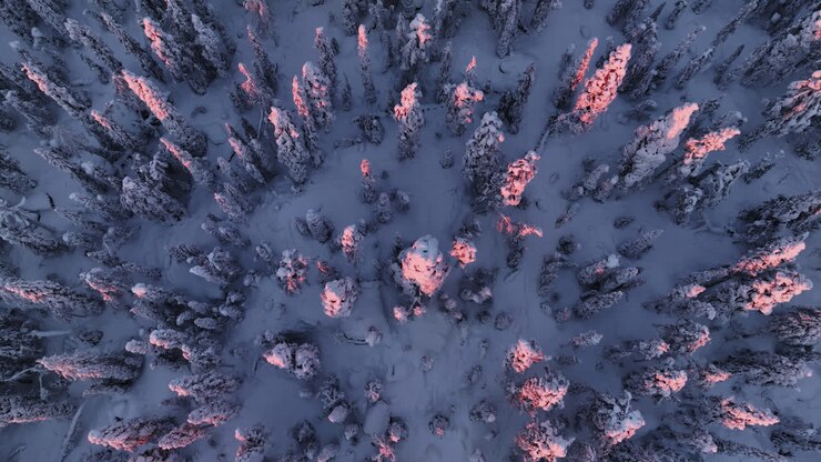 Ripresa aerea con inclinazione discendente davanti a una foresta hattiwatti innevata e dai colori pastello