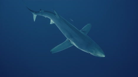 tiburón azul nadando bajo el buzo en el océano azul en cámara lenta