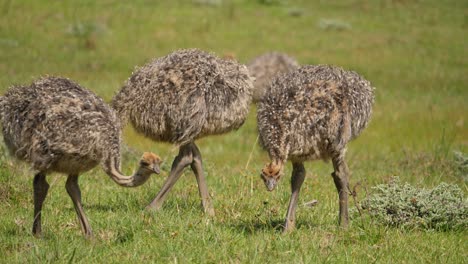 several juvenile ostriches forage for food in south african grassland