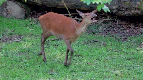 slowmotion track shot showing happy cute deer family running over grass field
