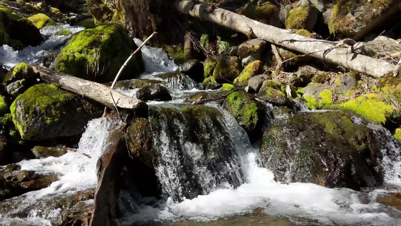 agua que fluye sobre rocas cubiertas de musgo en el bosque del bosque nacional olímpico