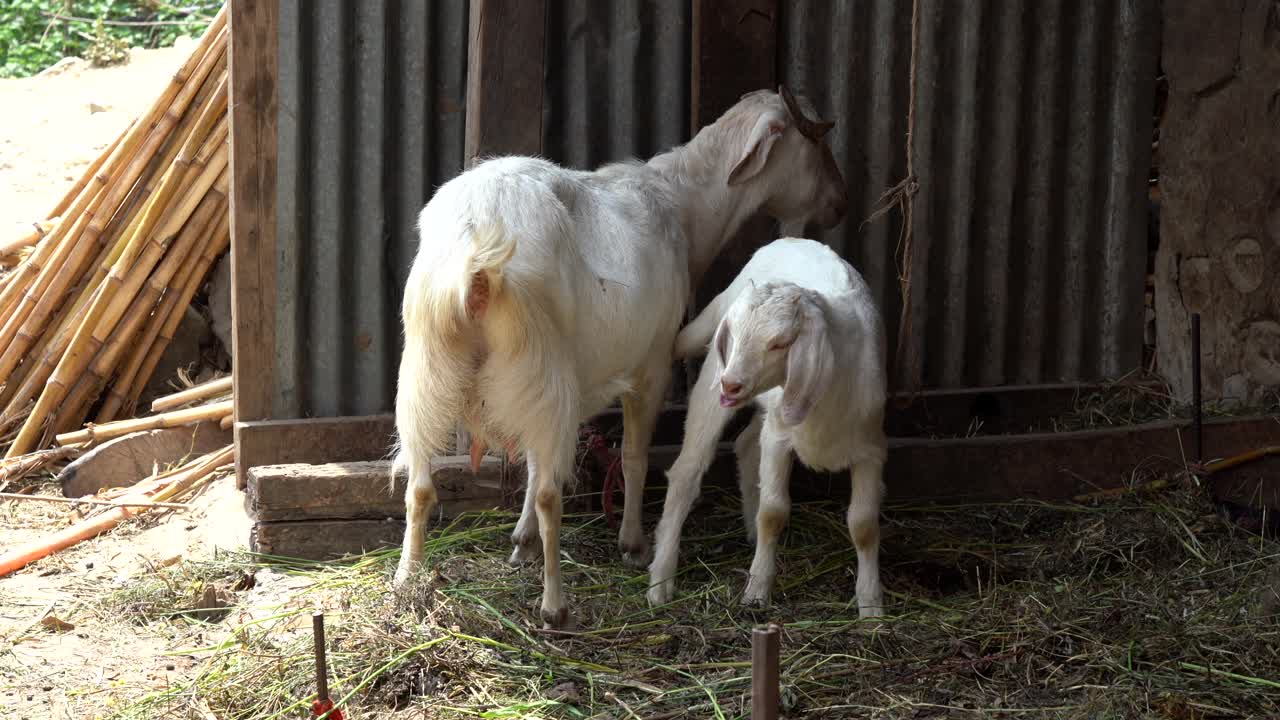 Un giovane capretto che beve latte dalla madre all'ombra della stalla.