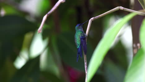 violet-capped woodnymph hummingbird bird perched in tropical rainforest jungle