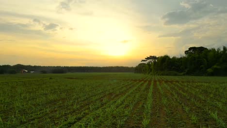 Aerial-Hyperlapse-of-Sugar-Cane-Crops-in-Valle-del-Cauca-Colombia