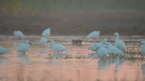 una bandada de pequeñas garzas pescando en el lado del lago al amanecer