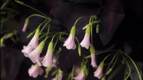 close up of pink flowers with purple leaves