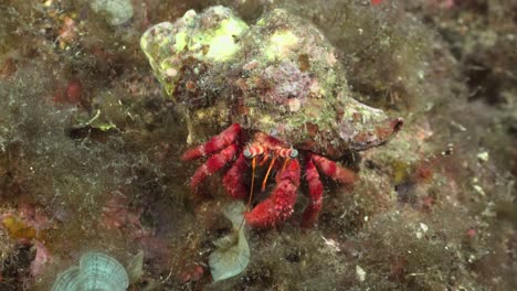 hermit crab walking over reef in the mediterranean sea