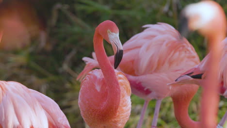 Rosa-Flamingos-Aus-Nächster-Nähe