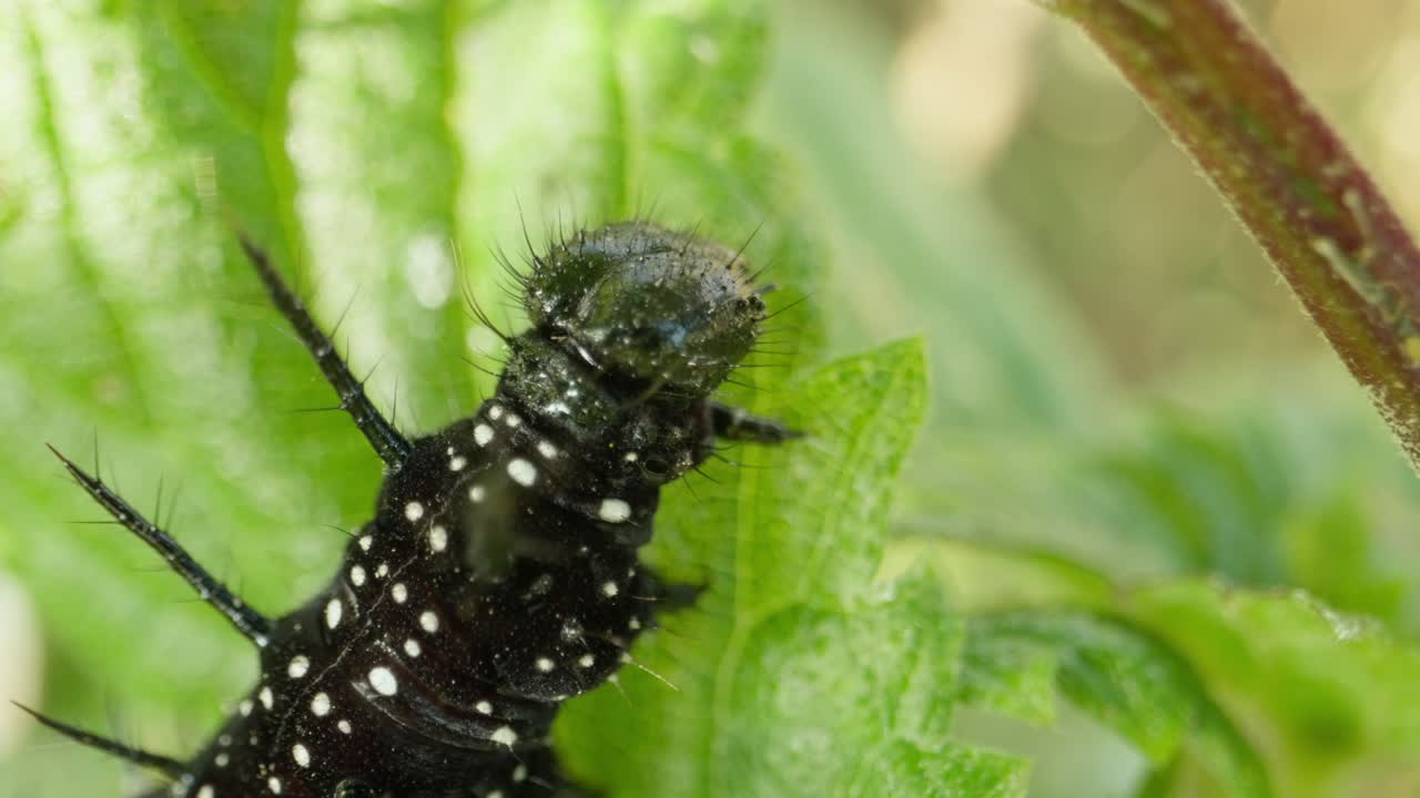 Peacock butterfly larva eats leaf under leafy canopy, softly lit and calm