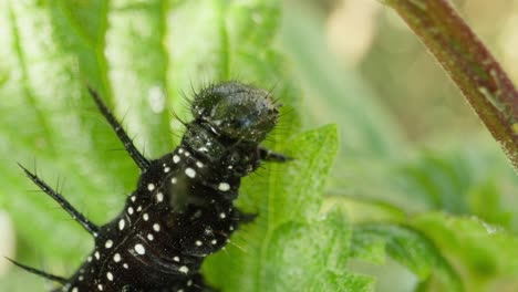 peacock butterfly larva eats leaf under leafy canopy, softly lit and calm