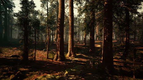 majestic sequoia trees towering in a serene forest during golden hour
