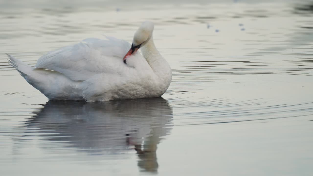 elegante aseo de cisne blanco, limpieza de plumas