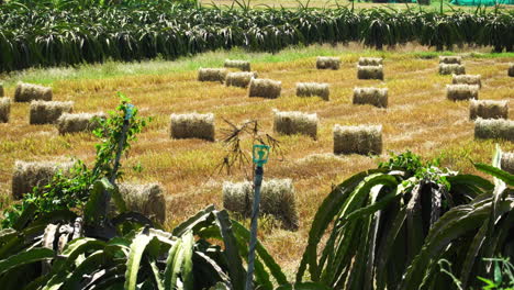 Kardanische-Aufnahme-Des-Feldes-Mit-Heu-Unter-Drachenfruchtplantage,-Vietnam