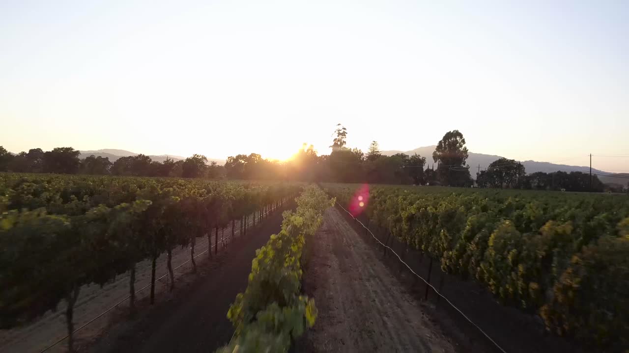 Cinematic 4K drone footage of Suisun Valley vineyards at sunset near Fairfield, CA. Golden hour light over rolling hills, grapevines, and farmland in California’s hidden wine country