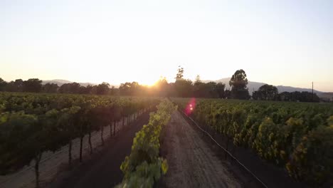 cinematic 4k drone footage of suisun valley vineyards at sunset near fairfield, ca. golden hour light over rolling hills, grapevines, and farmland in california’s hidden wine country