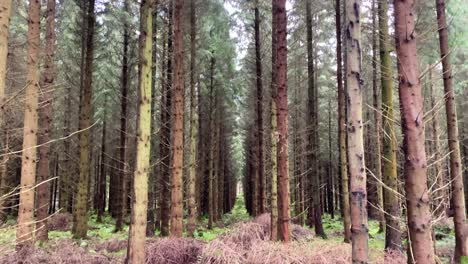 árboles de coníferas altos en bosques densos en líneas perfectamente rectas