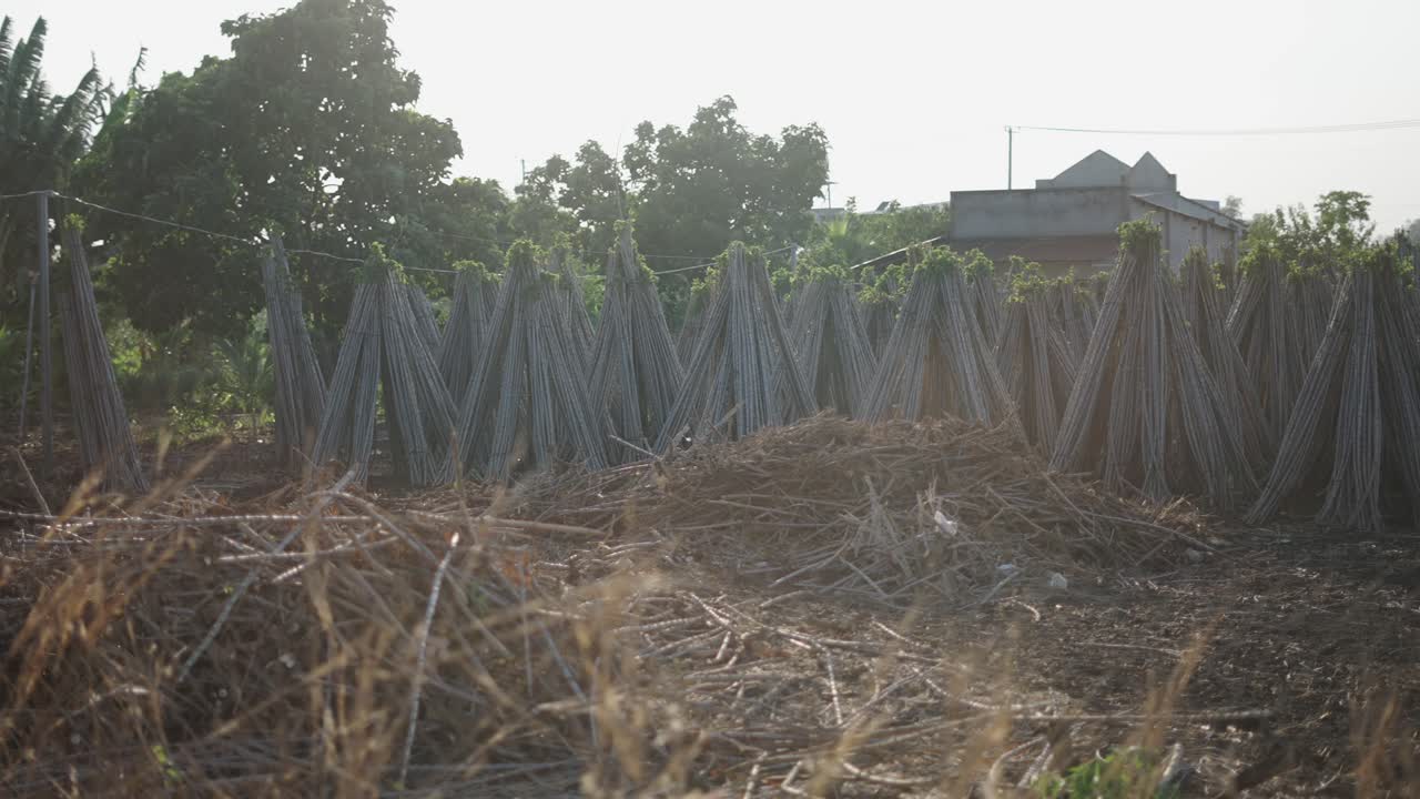 Drying Cassava Roots in Rural Area