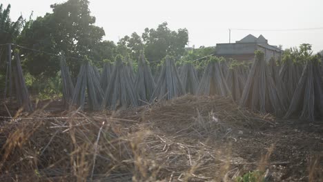 drying cassava roots in rural area