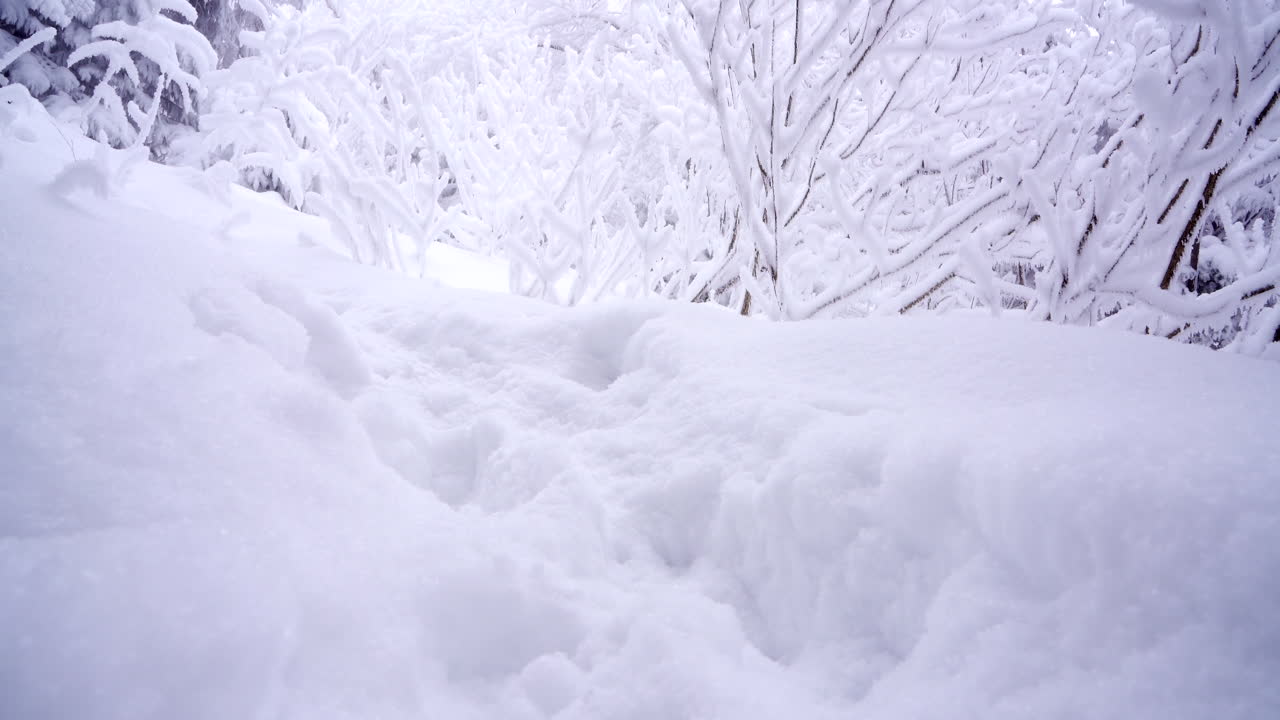 멋진 겨울 동쪽 캐나다 산에서 돌리 팬 샷