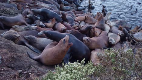 gimbal close-up shot of numerous sea lions walking over each other on the shoreline in monterey, california