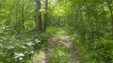 punto de vista mientras atraviesa un sendero cubierto de vegetación a través de bosques llenos de árboles de hoja caduca, maleza espesa y luz solar moteada