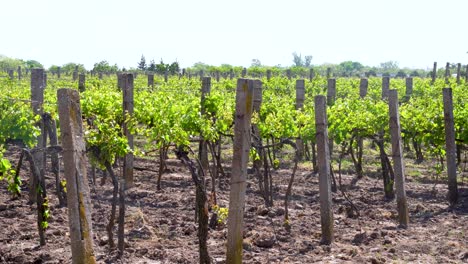 Ausgedehnter-Weinberg-Mit-Weinrebenreihen