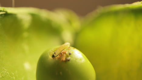 worm feeding on a green pea. close up