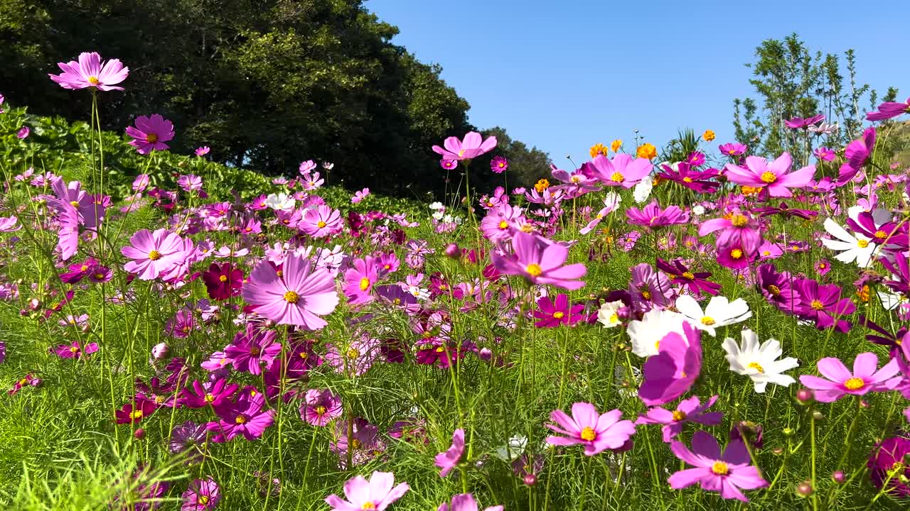 울창한 정원에서 활기찬 우주 꽃