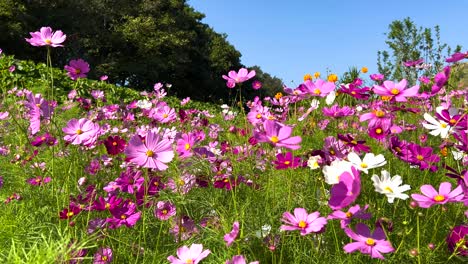 vibrant cosmos flowers in a lush garden