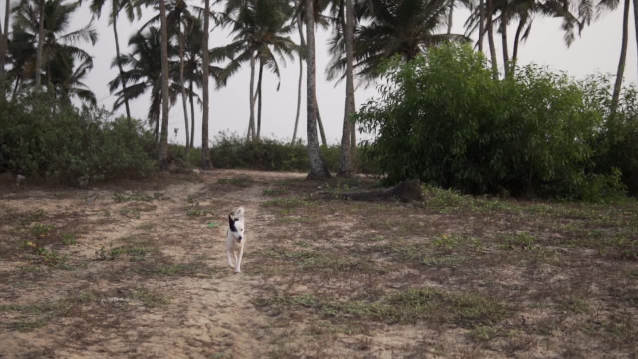 hermoso perro correr aislado al aire libre, en cámara lenta