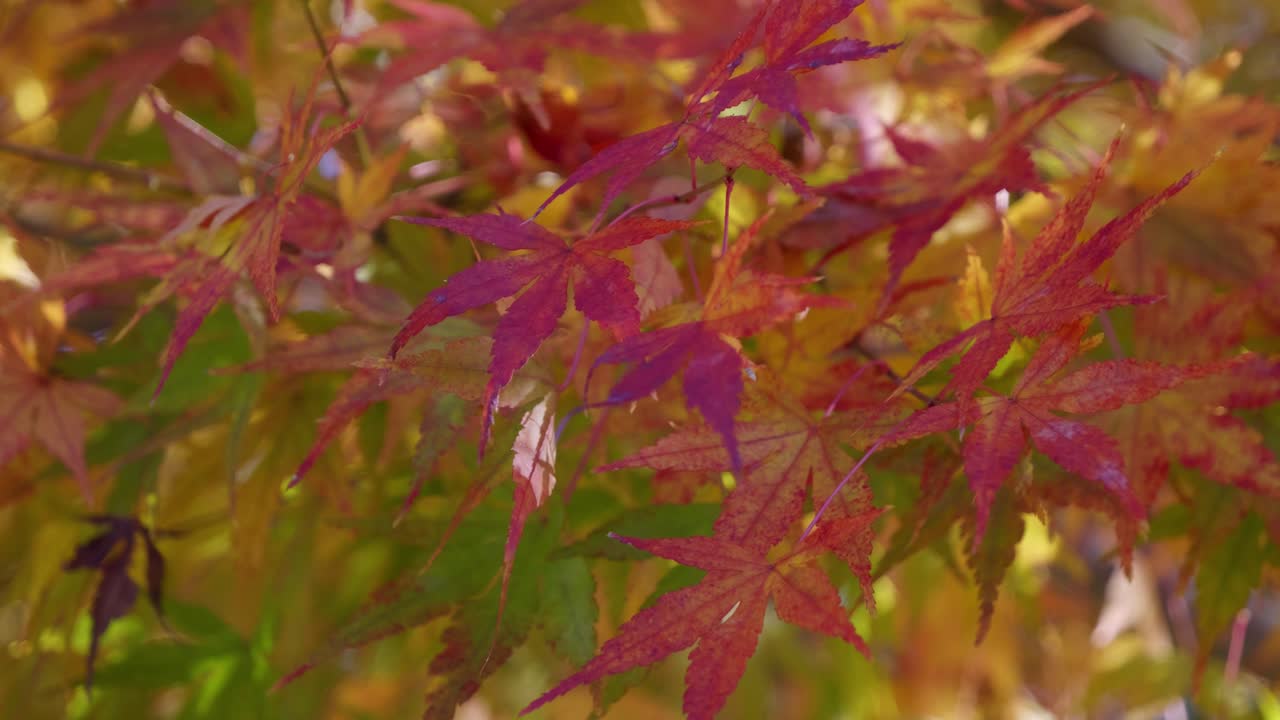 Close up over vibrant maple leafs softly waving in slow motion