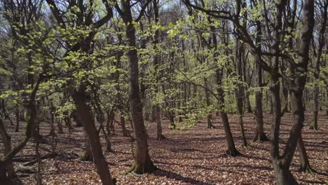 la luz del sol se filtra a través de los árboles, iluminando las frescas hojas verdes de la primavera en una escena de bosque pacífico donde una suave brisa susurra las ramas
