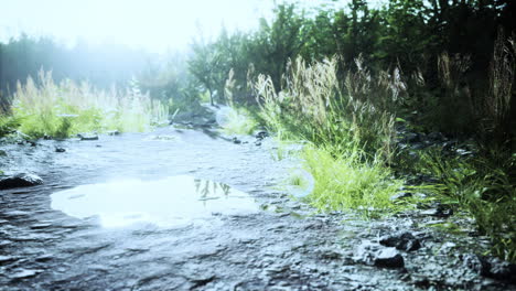 countryside road in summer morning