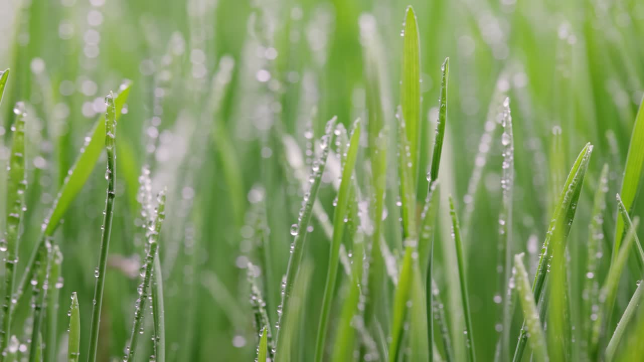 녹색 잔디 클로즈업 슈퍼 매크로 촬영.