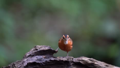 a-beautiful-Javan-black-capped-babbler-bird-is-eating-very-greedily