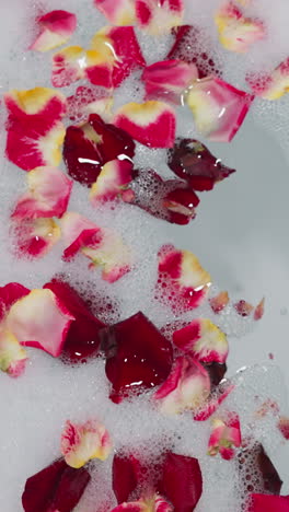 rose petals in foamy bathtub water closeup. fresh red flowers float in frothy clear liquid in spa salon upper view. romantic decor for valentine day