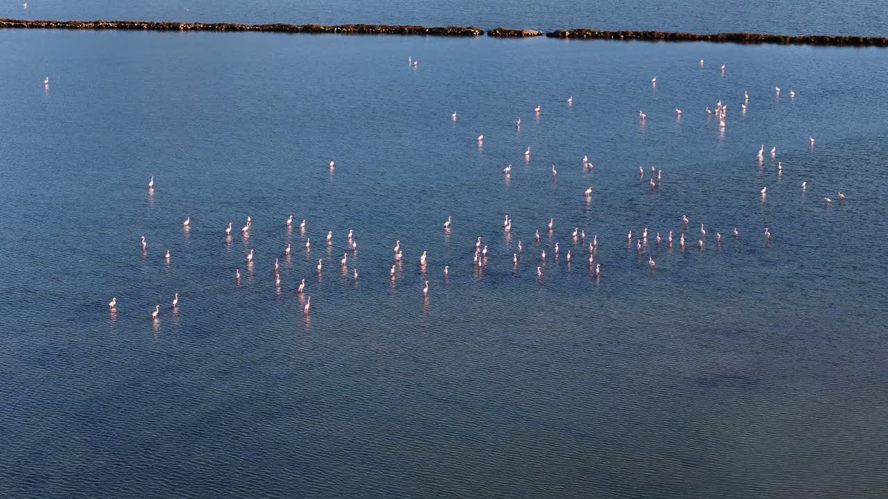 Family of flamingos resting in saline lagoon in Spain. Aerial