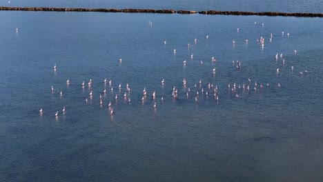 family of flamingos resting in saline lagoon in spain. aerial